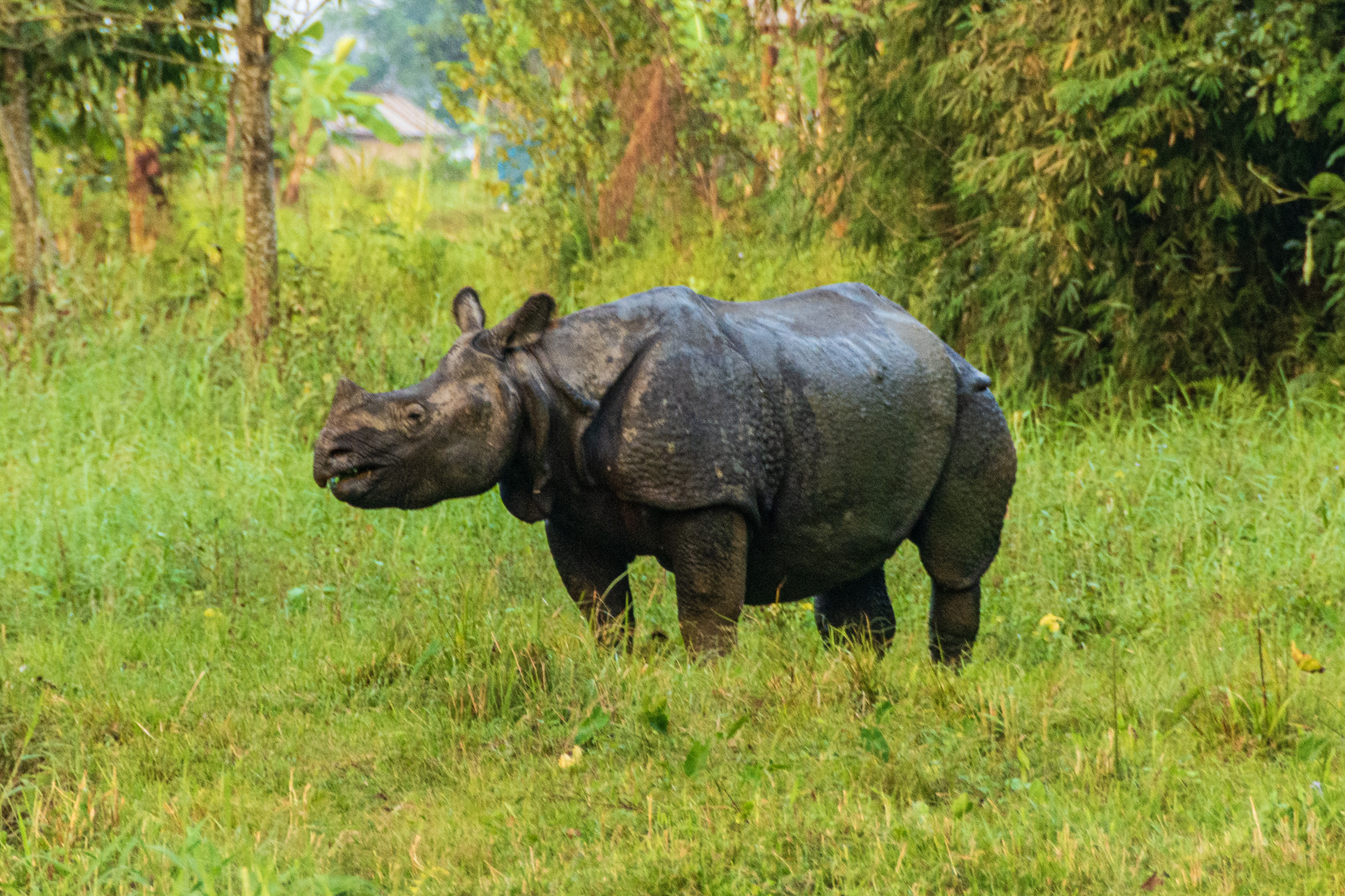 Chitwan Nashorn